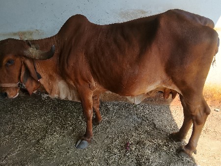 વેચવાની