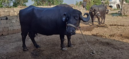 વેચવાની છે