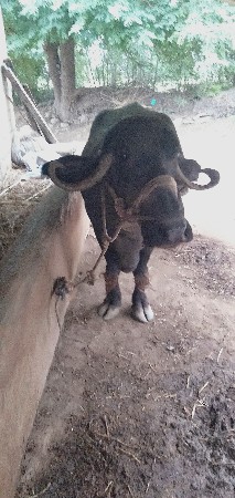 ભેંસ વેચવાની છે  ૬ ગાભણ છે  ૩લીટ