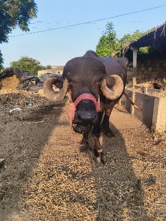 ખરેલી વેચવાની છે વેતર બીજુ
