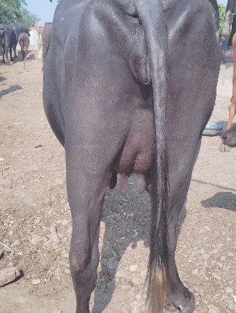 ભેસ વેચવાની છે