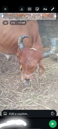 મફત