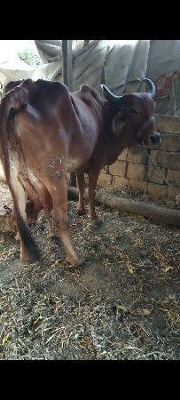 ગાય વેચવાની છે