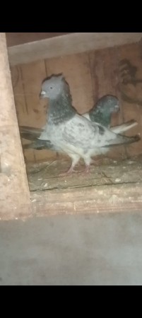 કબુતર વેચવાના છે