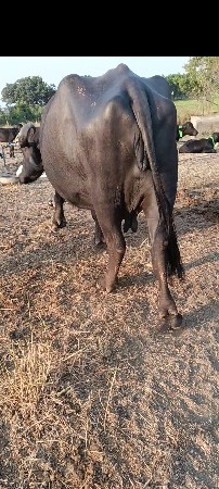ખડેલી વેચવાની છે