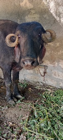 આ ભેશ વેશવાની છે