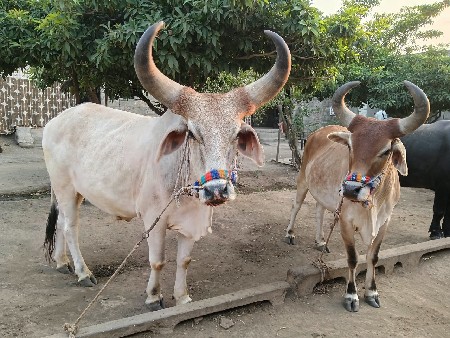 સોમાત વસરા