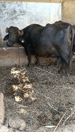 ભેંસ આપવા છે