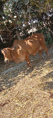 ગાય વેચવાની છે