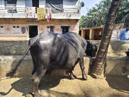 ભેંશ