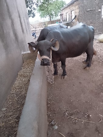 ભેંસ વેચવાની છે