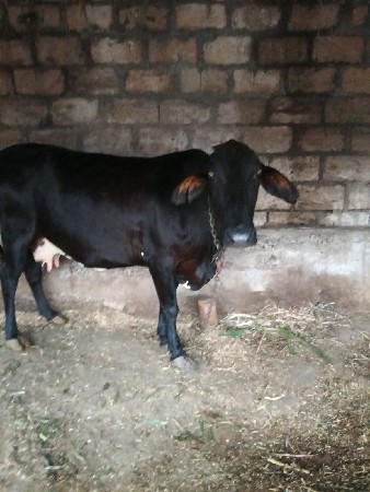 જર્સી ગાય વેચવાની છે