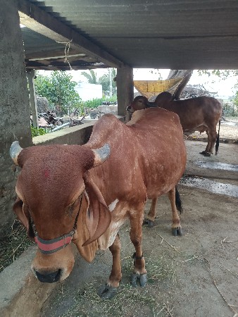ગાય વેચવાની છે