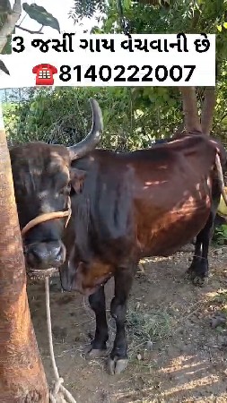 3 જરસી ગાય વેચવાની છે