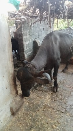 બે ભેશુ વેચવાની છે બીજું ત્રીજું