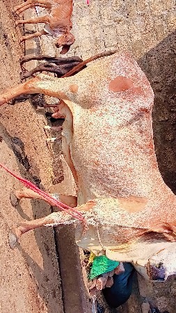 ગાય