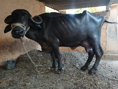 ભેંસ વેચવાની છે.