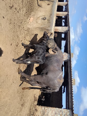 બીજા વેતર વિયાણલ ખડેલી વેચવાની સે