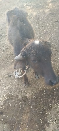 પાડો વેચવાનો છે