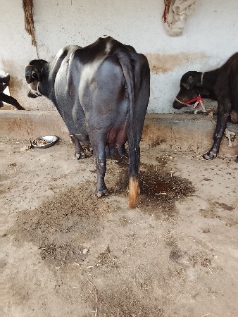 rambhai