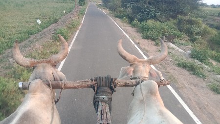 વાછડાં વેચવાના છે