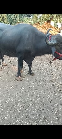 ૩ વેતર