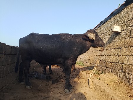 પાડો વેચવાનો છે