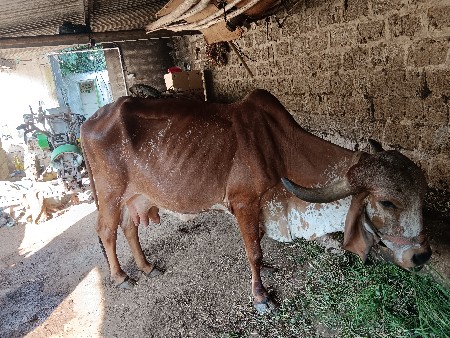 ગીર ગાય વેચવાની છે