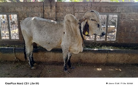 ગાય
