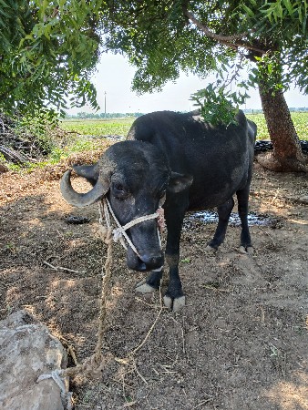 ભેંસ વેચવાની છે