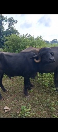 પાડો વેચવાનો છે