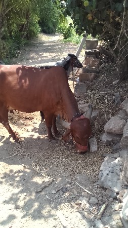 ગાય વેચવાની છે.
