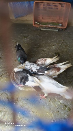 3 jode Deva ne Che