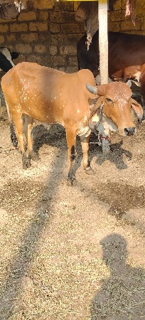 ઓડકી