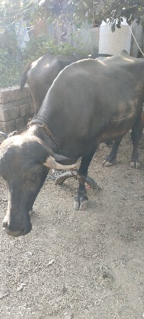 ભેસ વેસવાની છે
