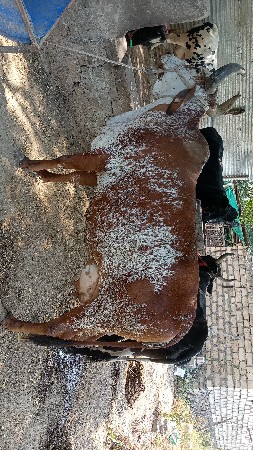 ક્રોસ ગાય વેચવાની છે