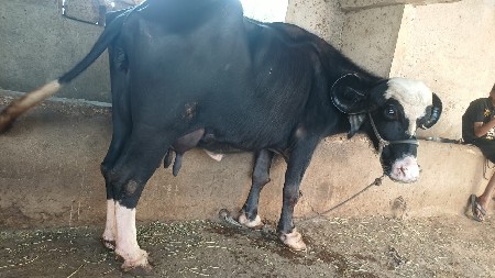 ભેંસ વેચવાની છે