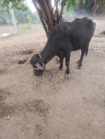 ભેંસ વેચવાની છે
