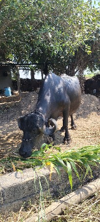 ભેંસ વેશવની છે