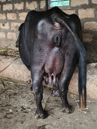 ભેંસ વેચવાની છે