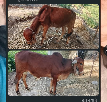 બળદ વેચવાના છે