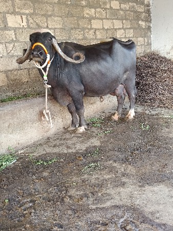 ભેંસ વેચવાની છે