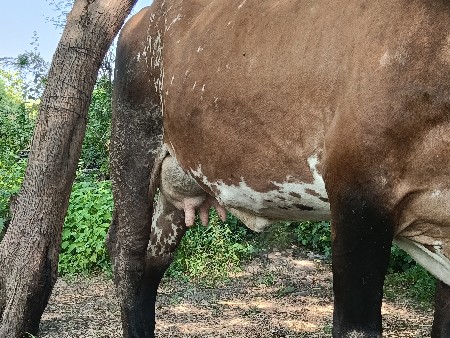 1==વેતર.. ક્રોસ હોડકી વેચવાની