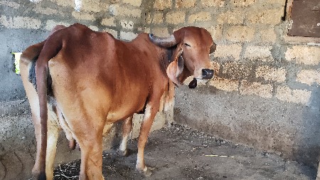 ગાય વેચવાની છે
