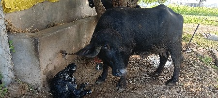બીજું વેતર ખડેલી વેચવાની છે