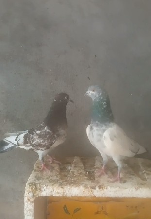 કબુતર વેચવાના છે