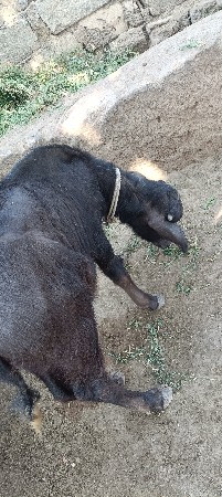 ભેસ વેસવાની છે