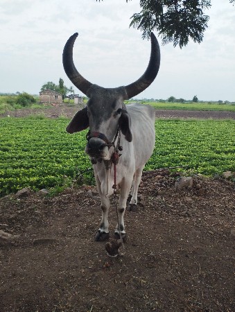 4  વાવણી