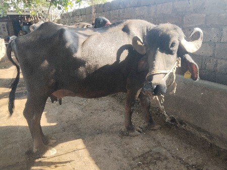 ભેંસ