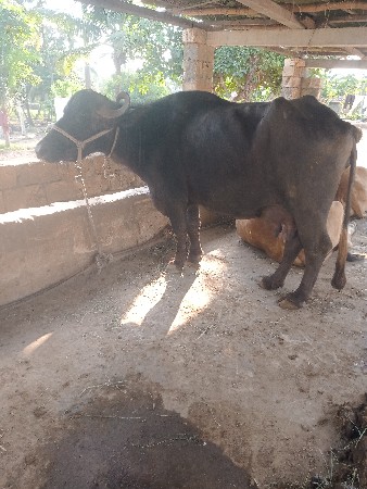 ભેશ વેચવાની છે